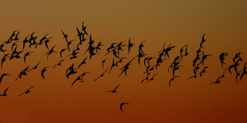 ..::Avocet::..